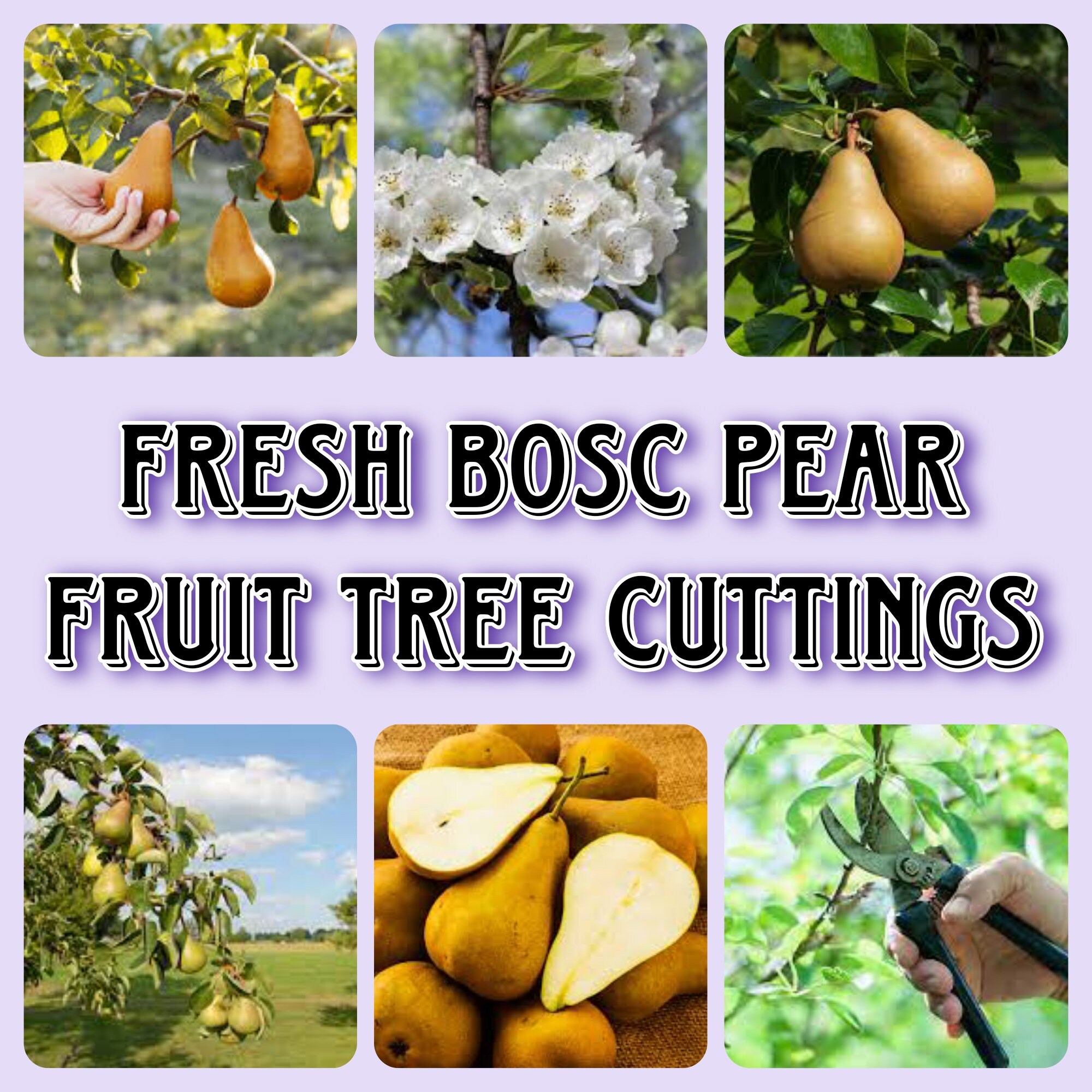 Bosc Pear Tree Cuttings 5 Fresh Scions for Propegation & Grafting, Grow