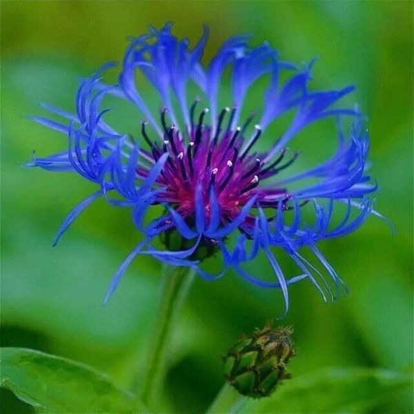 Centaura Montana, manchada, 50 semillas, PERENNE RARO! flor azul.