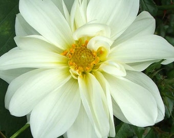 20 graines de fleurs de dahlia blanc