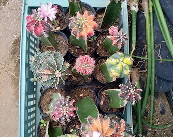 30 pcs Mixte Graines Succulentes Lithops Rares Pierres Vivantes Plantes Cactus Plante D'intérieur