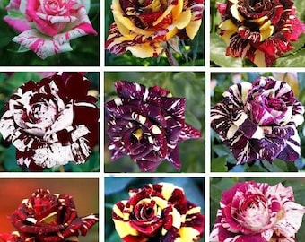 Semillas de rosas multicolores, rosa de doble pétalo, 50 unidades/paquete. (#9514)