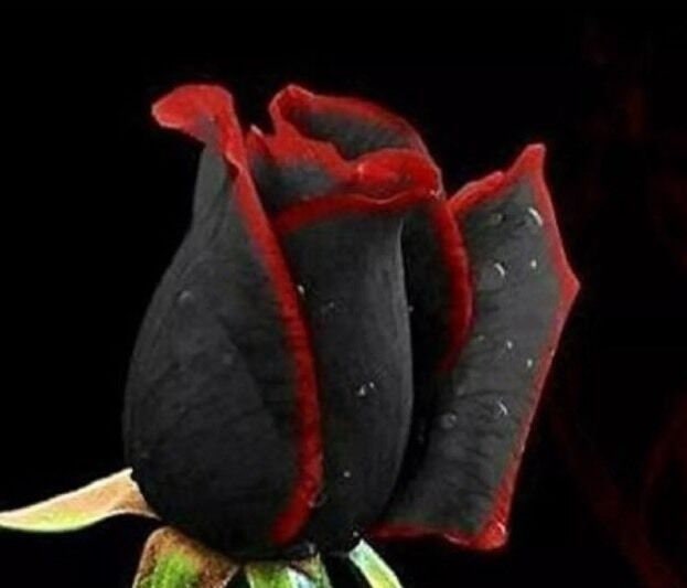 Usaseller 50pcs Beautiful Black Rose Flower With Red Edge Etsy