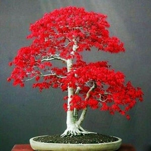 Könnte beinhalten: Ein roter japanischer Ahorn-Bonsai mit weißem Stamm und Ästen. Der Baum steht in einem braunen Keramiktopf mit Erde.