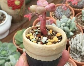 Lithops succulentes mixtes rares pierres vivantes plantes cactus plante d'intérieur 50 graines