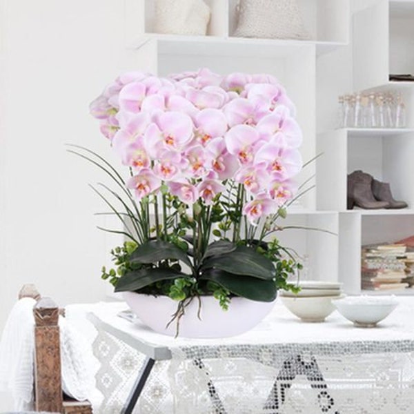 Pink Orchid Seeds, Phalaenopsis, 50pcs/pack