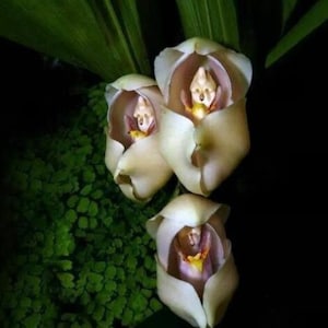 May include: Three white orchids with brown centers. The orchids are in bloom and have a unique, almost human-like appearance.