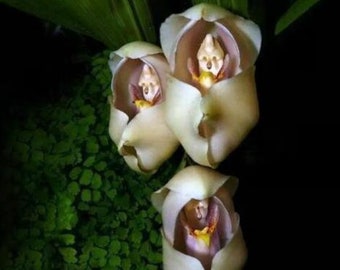 50Pcs Swaddled babies Flower seed (Anguloa uniflora) Orchid Seeds.(#0284)