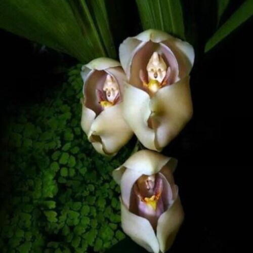 50Pcs Swaddled babies Flower seed (Anguloa uniflora) Orchid Seeds.(#0284)