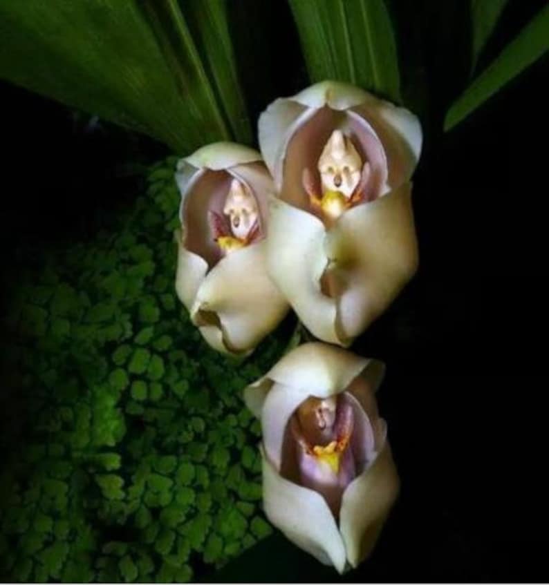 50Pcs Swaddled babies Flower seed Anguloa uniflora Orchid Seeds.0284 image 1