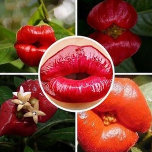 50pcs Sexy Red Lip Flower Seeds Garden Park Plant Psychotria Elata Seeds（#0942）