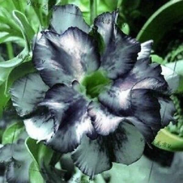 5Pcs White Black Desert Rose Seeds Adenium Flowers Flower Perennial.(#6815)