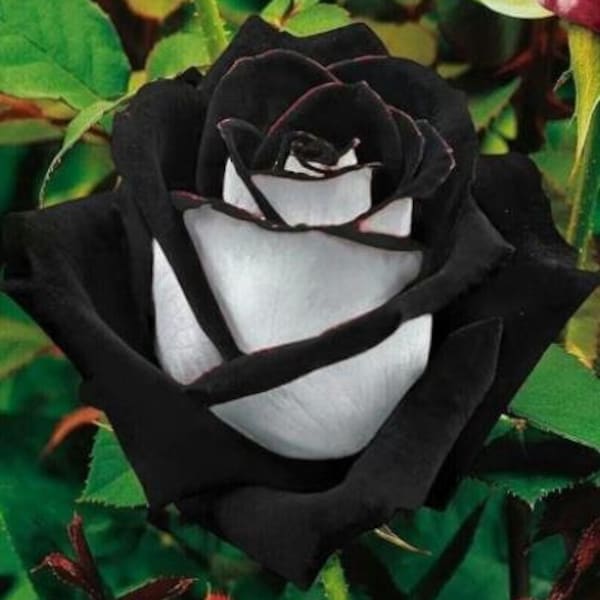 Black Rose Seeds Etsy