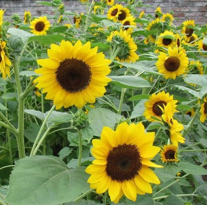 20pcs Mini Dwarf Yellow Sunflower Flower Seeds Home Garden Etsy