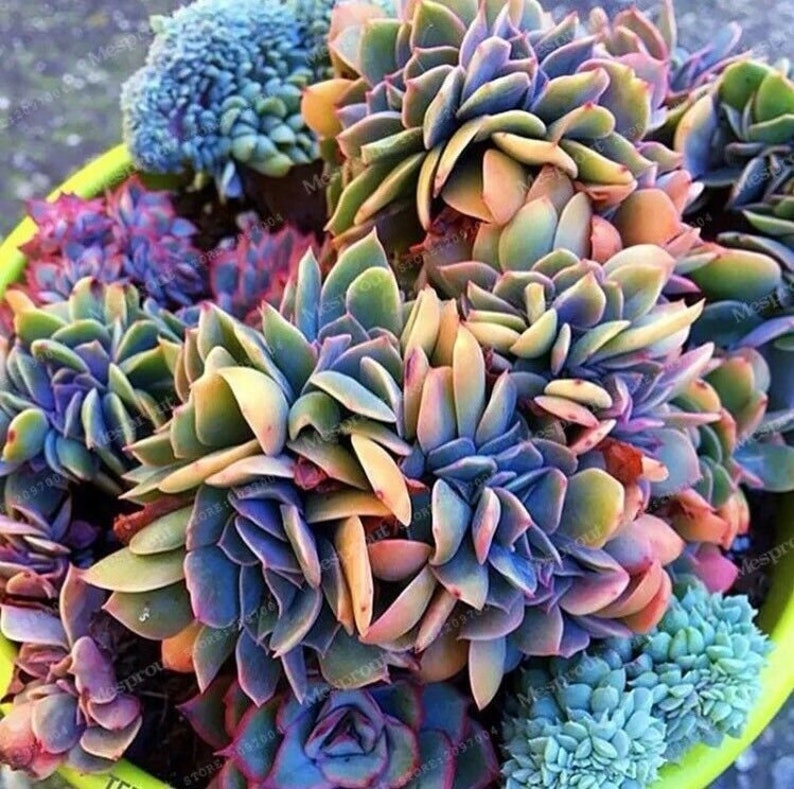 50 piezas de semillas de suculentas japonesas, semillas de cactus raras de flores de interior