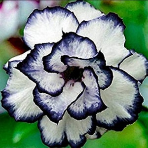 以下が含まれることがあります： 濃い紫色の縁取りのある白い花。花はフリル状で満開です。