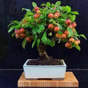 Può includere: Un piccolo bonsai di melo in un vaso di ceramica bianca, posto su una piattaforma di legno. L'albero è pieno di piccole mele rosse.