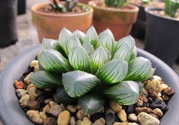 Semi Cactus Succulente Semi Di Lithops Witchford - Piante Grasse - Foto 13