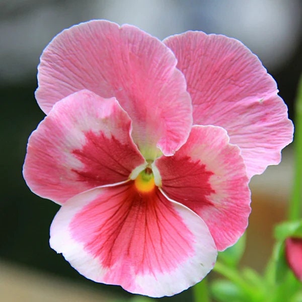 50Pcs Pink Pansy Mix Color Wavy Viola Flower Seeds