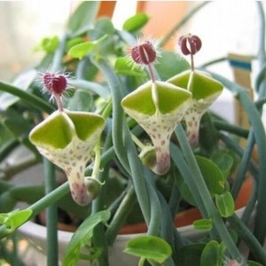 May include: A close-up of a houseplant with three green and white flowers. The flowers have a unique shape, resembling a small, upside-down pitcher. The plant has long, thin stems and green leaves.