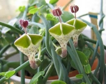 Ceropegia Succulent Lithops Rare Living Stones Plants Cactus Home Plant 50 Seeds.#2356