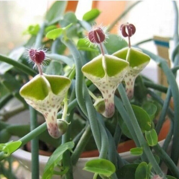 Ceropegia Soczyste Lithops Rzadkie Żywe Kamienie Rośliny Kaktus Roślina Domowa 50 Nasiona. #2356