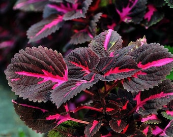 20 Stück Kong Rot Riesen Buntlippe Samen Coleus Blumei Garten Blumensamen (#8418)