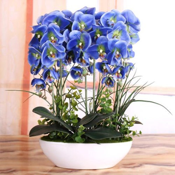 Orchid Seeds, Phalaenopsis, 50pcs/pack