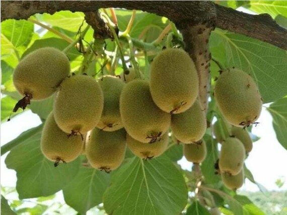 盆栽キウイの木の種子 植え付け用 50 粒 Actinidia chinensis 種子