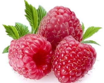 Gigante Dulce Tulameen Frambuesa 100 SEMILLAS Fibra Antioxidante Medicinal