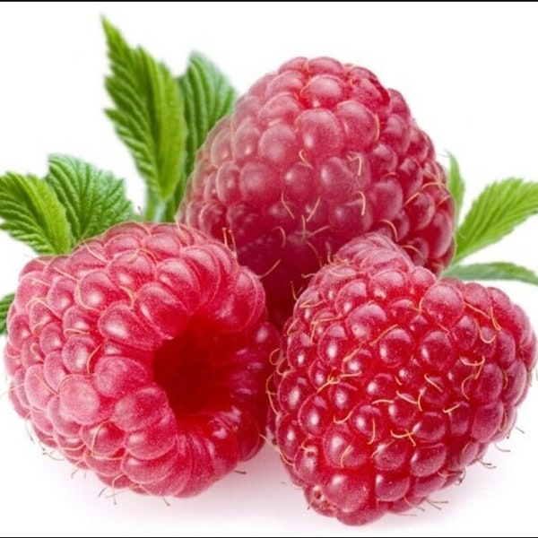 Giant Sweet Tulameen Raspberry 100 SEEDS Medicinal Antioxidant Fibre