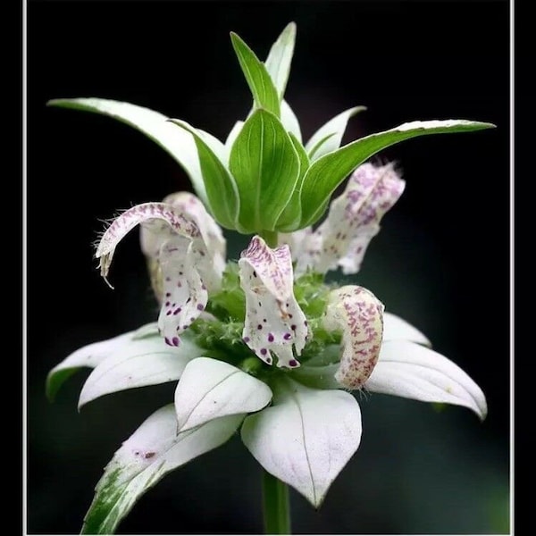 bálsamo de abeja, manchado, 50 semillas, RARE PERENNIAL! flor blanca