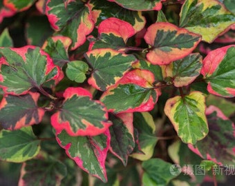 50 semillas de la planta Houttuynia Cordata, semillas frescas de menta de pescado. N.º 2851