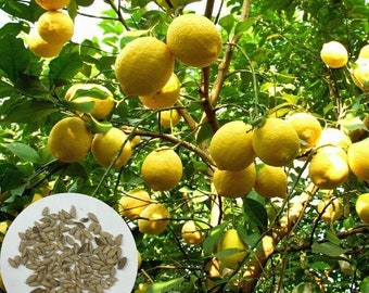 Lemon Tree 30PCS Fresh Seed Natural Garden Bonsai Fruit Seed (#9733)