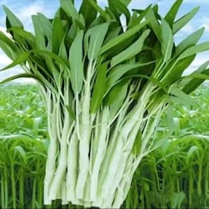 Può includere: Un mazzo di spinaci d'acqua verdi freschi con steli bianchi. Gli spinaci sono raggruppati in un fascio e sono pronti per essere cucinati.