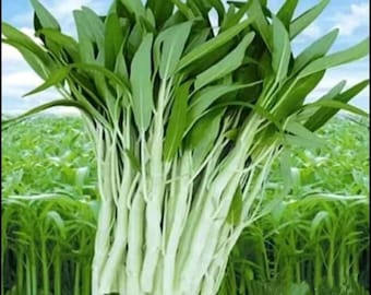 100+ Seed Water Spinach White for Yard & Garden - Non-GMO, Green Leaf Vegetable Seeds for Planting, Produced in The US (#9899)