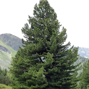 May include: A tall, green pine tree stands in a mountainous landscape. The tree has a thick trunk and many branches with dark green needles. The background features a rocky mountainside with green vegetation.
