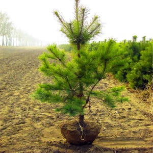 Può includere: Un giovane pino con aghi verdi è piantato in un campo. L'albero è in un sacco di juta con le radici esposte. L'albero è circondato da altri alberi sullo sfondo.