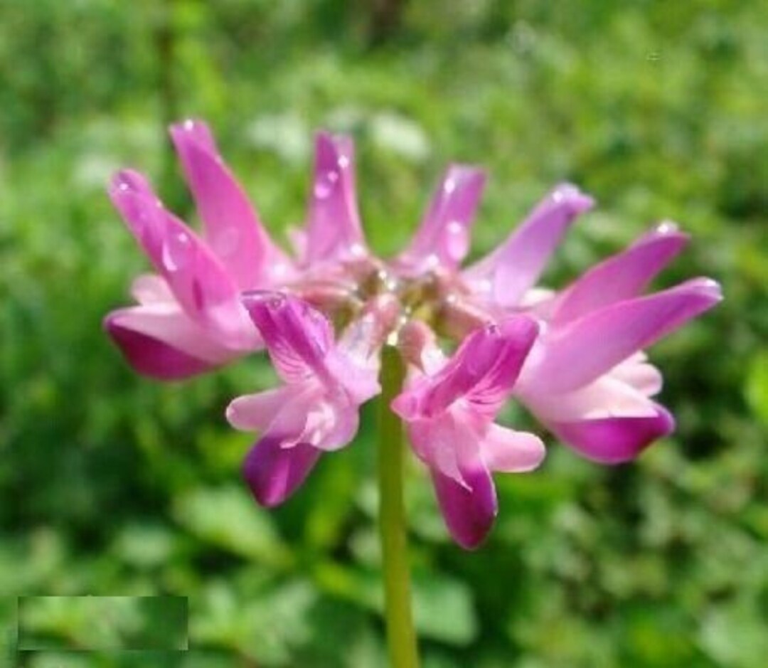 Astragalus Sinicus Chinese Milkvetch 50 Seeds 1070 Etsy