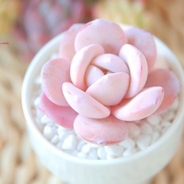 Suculentas Lithops Raras Piedras Vivas Plantas Cactus Planta Casera 50 Semillas.(#0573)