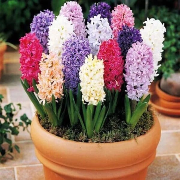 USA- 50Pcs Hyacinthus Orientalis Seeds, Hyacinth seeds, Mixing Varieties