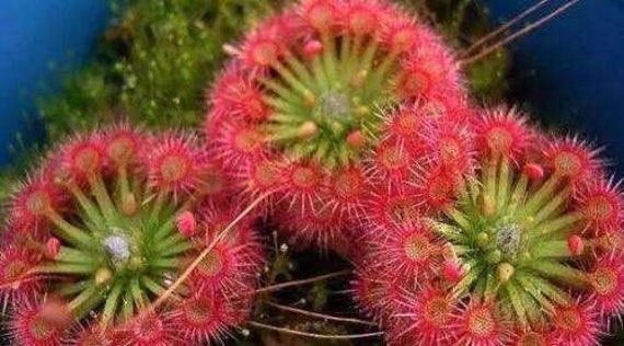 DROSERA GLANDULIGERA - 10 semi di PIANTA CARNIVORA