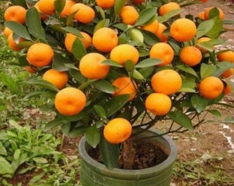 May include: A potted orange tree with many ripe orange fruits. The tree is in a green ceramic pot and is surrounded by green grass.