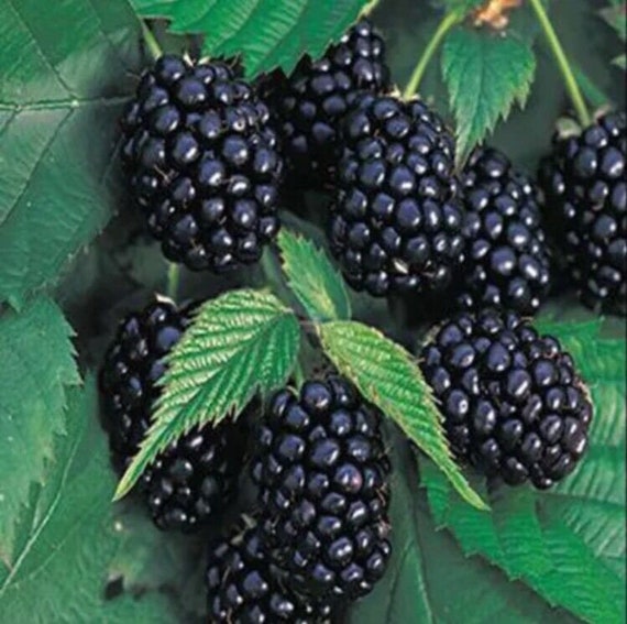 100 Graines De Mûres Fraîches - Pour Jardin, Balcon, Production De Fruits