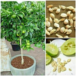 May include: A potted lime tree with green leaves and fruit. The tree is in a light green pot with brown mulch. The image also shows close-up views of lime seeds and a cut lime.