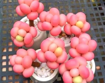 USA-Seller 50 Pcs/pack Egg Succulents Seeds Echinopsis Tubiflora Cactus Seed