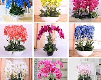 MIX Colorful Orchid Seeds, Phalaenopsis, 50pcs/pack