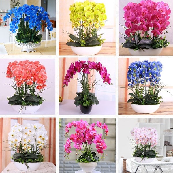 MIX Colorful Orchid Seeds, Phalaenopsis, 50pcs/pack