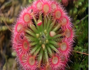 Carnivorous Sundew Drosera 50 Seeds Rare Tropical Exotic Plant Seed..(#1210)