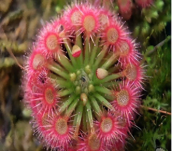 Carnivorous Sundew Drosera 50 Seeds Rare Tropical Exotic Plant Seed..(#1210)  - Etsy Singapore