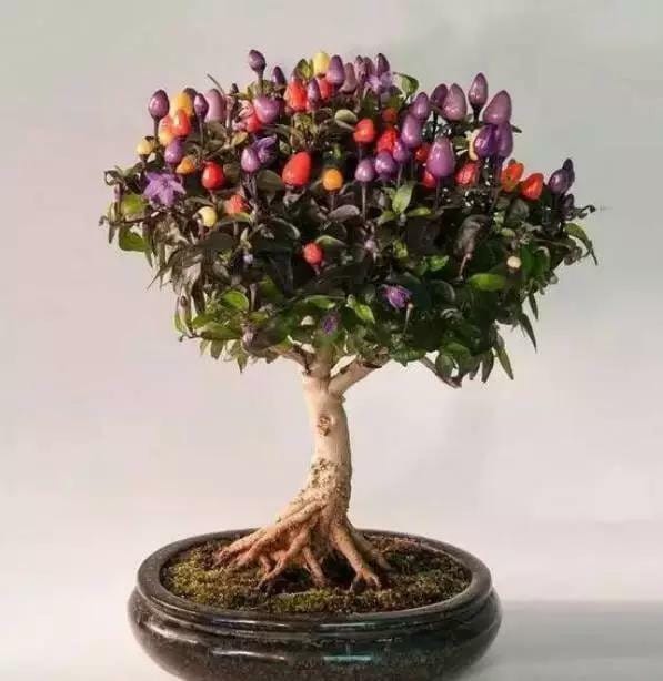 20Pcs FRESH Spicy Ornamental Pepper seed RAINBOW Pepper Seeds